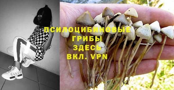 шишки Арсеньев